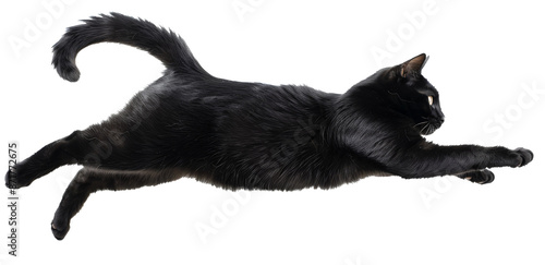Jumping adult cat isolated on the transparent back 