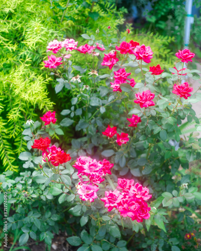 Home curb appeal near entrance stairs with blooming knock out rosa rose bush of suburban residential home front yard in Dallas, TX, popular flower and All-America rose selections winner in 2000 Home curb appeal near entrance stairs with blooming knock out rosa rose bush of suburban residential home front yard in Dallas, TX, popular flower and All-America rose selections winner in 2000