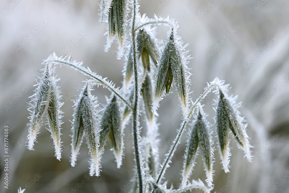 Oats, Avena sativa, bitten by first frost Oats, Avena sativa, bitten by first frost
