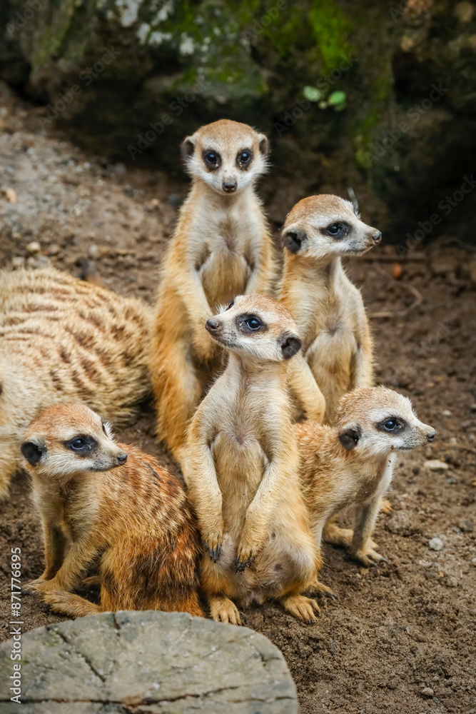 A group of cute meerkats