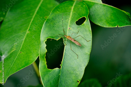 Leptocorisa oratorius (Walang sangit, Leptocorisa bengalensis, Leptocorisa maculiventris, Leptocorisa trinotata, rice ear bug). When disturbed, the bug gives off an unpleasant smell in defense. photo