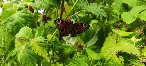 Panel kuchenny z motywem butterfly on a tree