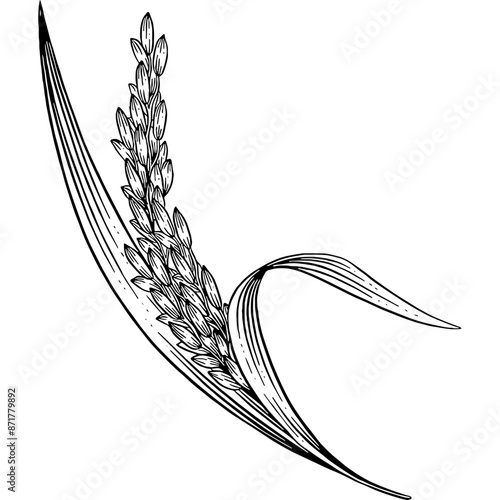 Hand drawn Rice Plant Sketch Illustration