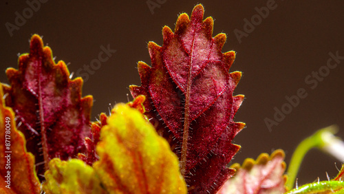 Nature background. Close-up of Leaves. Leaves of sinningia tree.