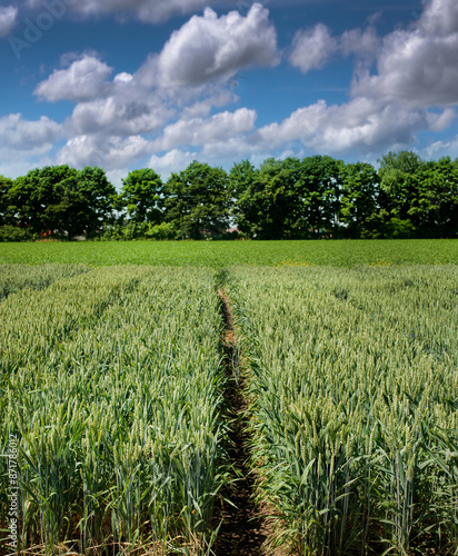 cereal crop green wheat field near forest and beautiful sky