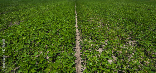 Young soybean plants agricultural field.