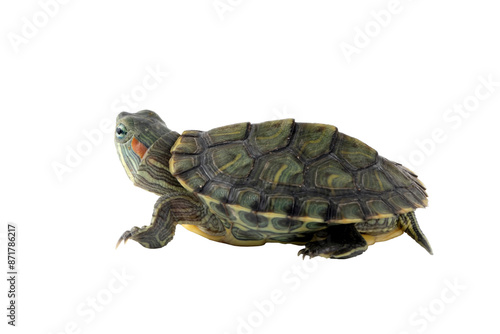 Chinese Pond Turtle (Mauremys reevesii)  is a species of turtle native to China and Korea. photo