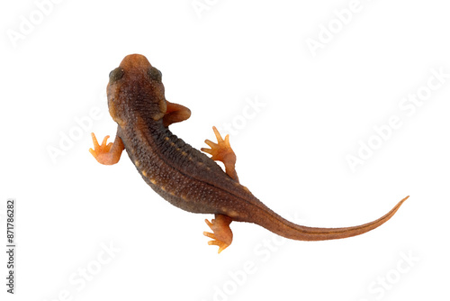 Fotografie PNG image: Baby Himalayan Newt or Crocodile Newt (Tylototriton verrucosus)