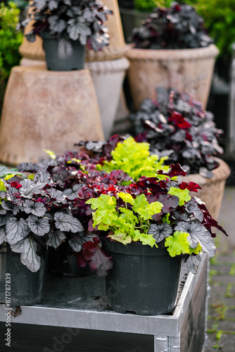 various flowers and  plants in gargen center in summer photo