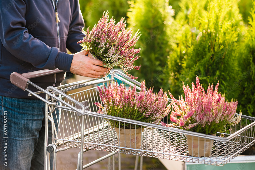 man gardener shopping in garden center, buying calluna flower