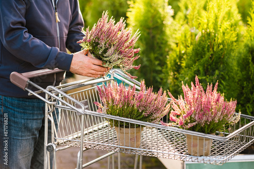 Obraz na płótnie man gardener shopping in garden center, buying calluna flower w salonie