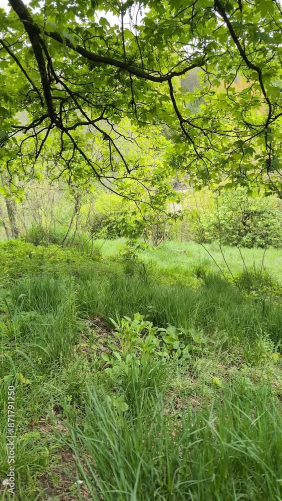 Explore a serene landscape of towering trees, swaying grass, and vibrant foliage in this vertical video. Explore a serene landscape of towering trees, swaying grass, and vibrant foliage in this vertical video.