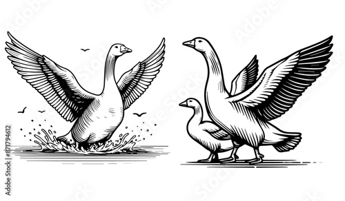 detailed goose drawings in black and white vector graphics
