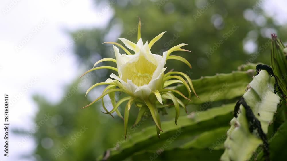 Big dragon fruit flower blooming, colorful yellow and white with red accents Big dragon fruit flower blooming, colorful yellow and white with red accents