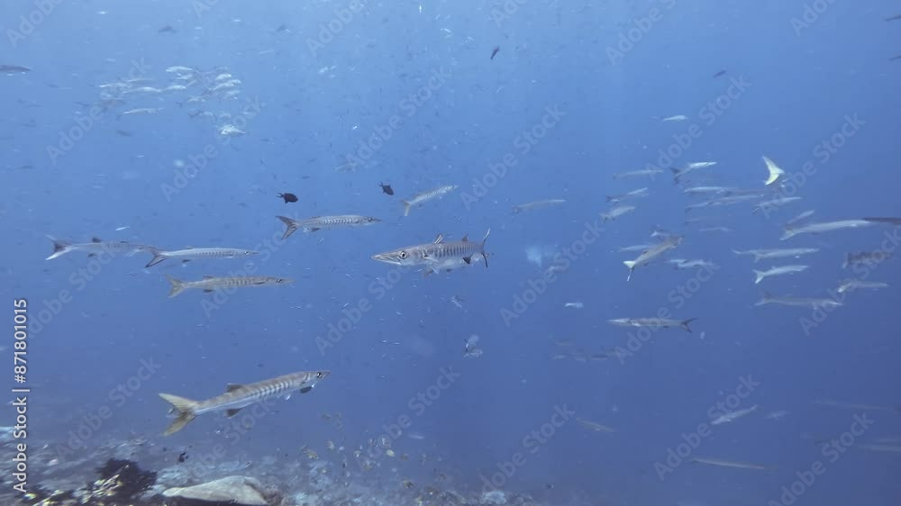Close-up of A school of barracudas swimming in the deep blue waters of Raja Ampat, Indonesia. The camera captures the streamlined fish in motion, highlighting their agility and the marine ecosystem. Close-up of A school of barracudas swimming in the deep blue waters of Raja Ampat, Indonesia. The camera captures the streamlined fish in motion, highlighting their agility and the marine ecosystem.