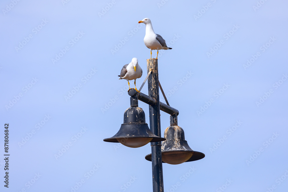 Pair of seagulls sitting on a seaside lamp post