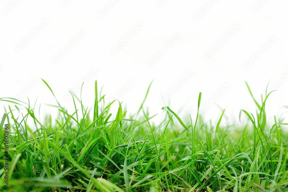 field of vibrant green grass set against a plain white background field of vibrant green grass set against a plain white background