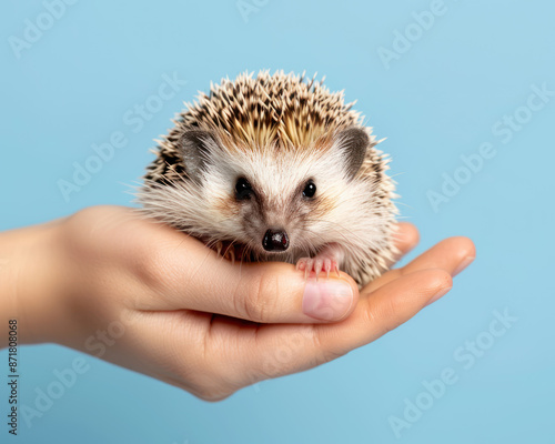 Obraz na płótnie Hands gently holding a small hedgehog with a blue background close up, tender care, vibrant, Composite, garden backdrop w salonie