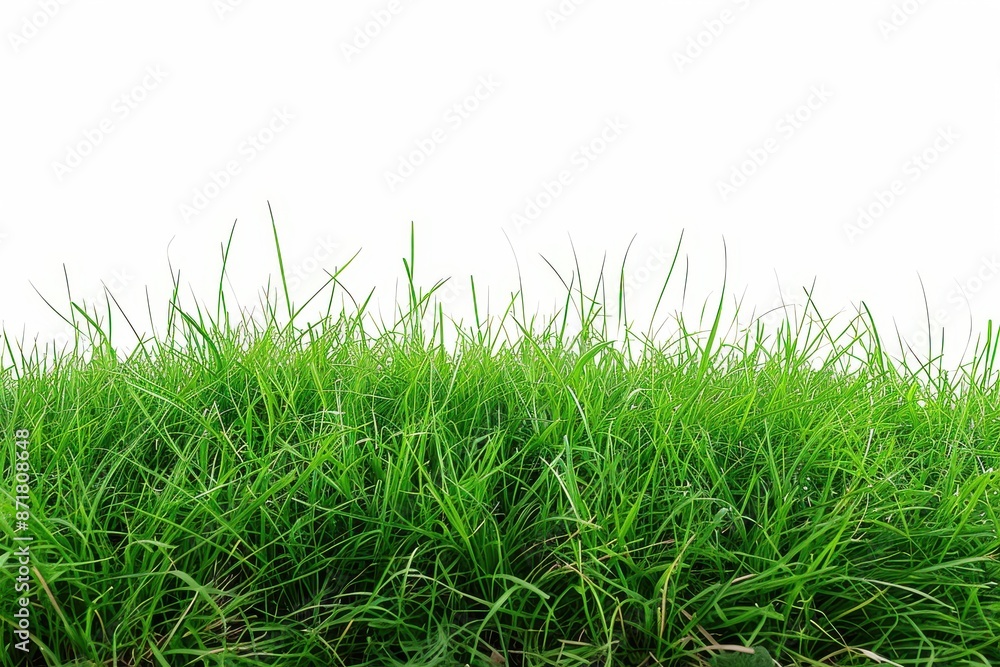 Fototapeta premium panoramic view of dense green grass against a simple white background