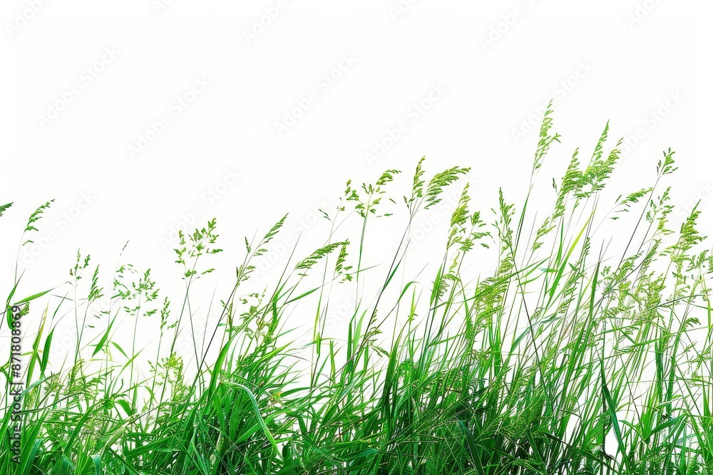serene countryside scene with lush green grass on a blank white canvas serene countryside scene with lush green grass on a blank white canvas
