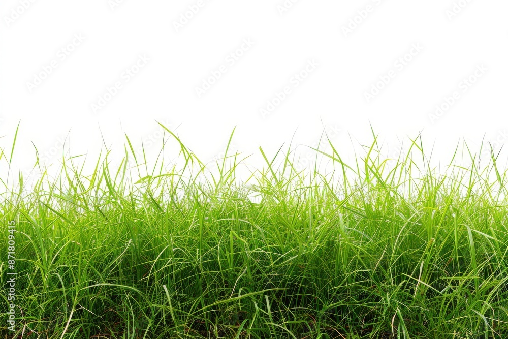 Fototapeta premium natural beauty of green grassland on a pristine white background