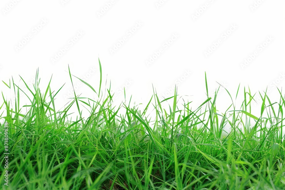 wide open meadow featuring dense green grass on a simple white backdrop wide open meadow featuring dense green grass on a simple white backdrop