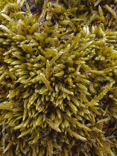 Mesmerizing close-up underwater view on moss - Brachythecium albicans