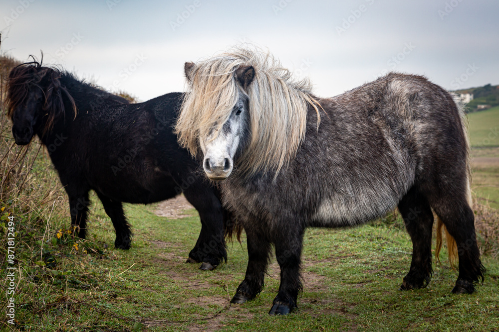 Fototapeta premium Ponies in the South Downs, on a November day