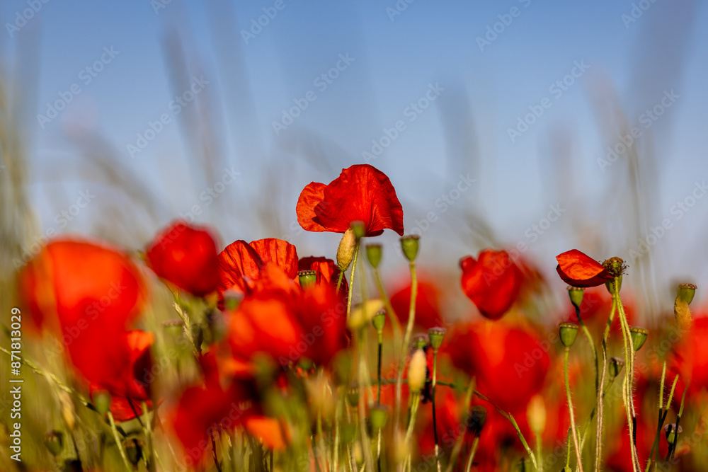 Obraz premium Pretty poppies in the South Downs, on a sunny summer's evening