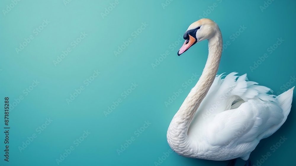 Fototapeta premium Un bellissimo cigno su uno sfondo turchese a tinta unita, con ampio spazio sopra per il testo.