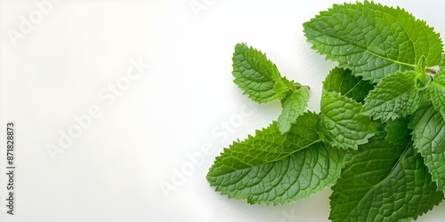 Vibrant lemon balm leaves with serrated edges on a white background. Concept Plant photography, Lemon balm, Botanical close up, Vibrant leaves, White background photo