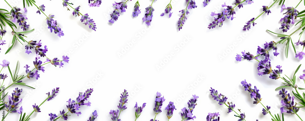 A square frame of lavender stems with purple flowers, isolated on a white background. The fragrant leaves and blossoms form a calming and beautiful border. A square frame of lavender stems with purple flowers, isolated on a white background. The fragrant leaves and blossoms form a calming and beautiful border.