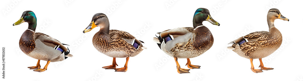 Fototapeta premium Four different views standing mallard duck isolated on transparent background, bill eye head body
