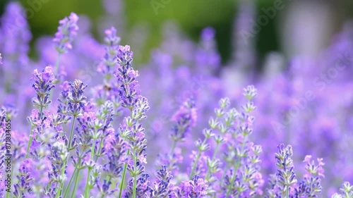 Butterflies on spring lavender flowers under sunlight. Beautiful landscape of nature with a panoramic view. Hi spring. long banner