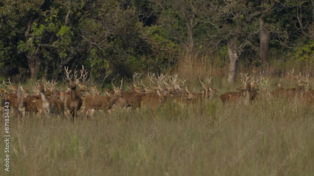 Swamp deer barasinghe in Nepal. Swamp deer barasinghe in Nepal.