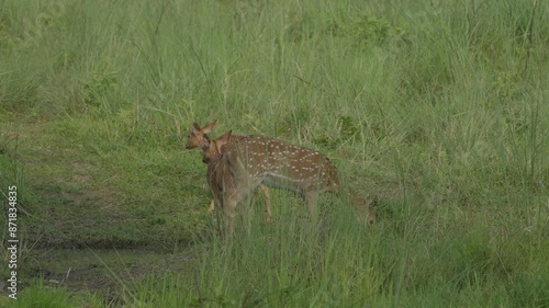 Spotted Deer - Chital or Cheetal