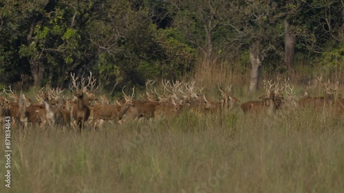 Swamp deer barasinghe in Nepal. photo