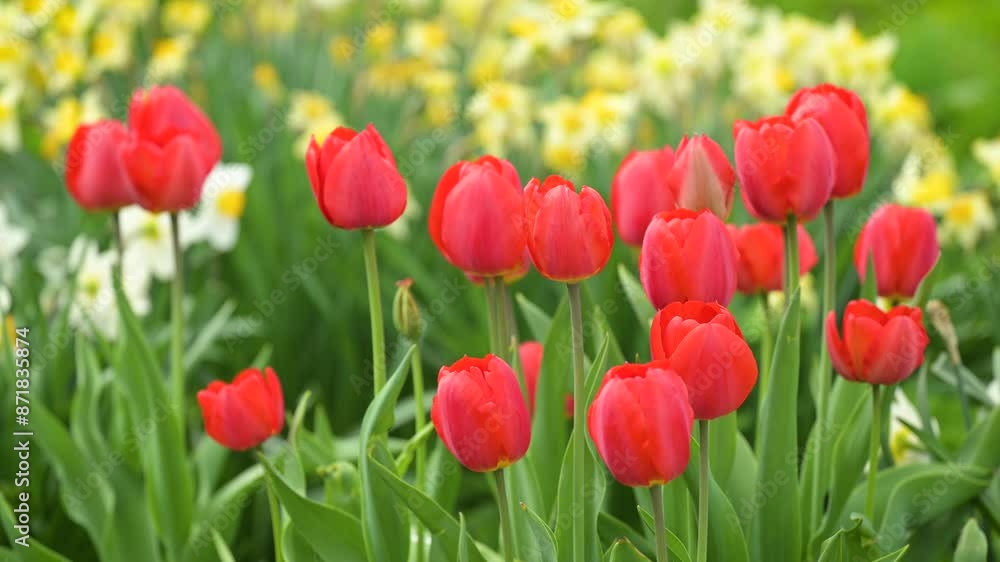 Tulip flowers in the garden. Bunch of red bright tulips blooming in garden Tulip flowers in the garden. Bunch of red bright tulips blooming in garden