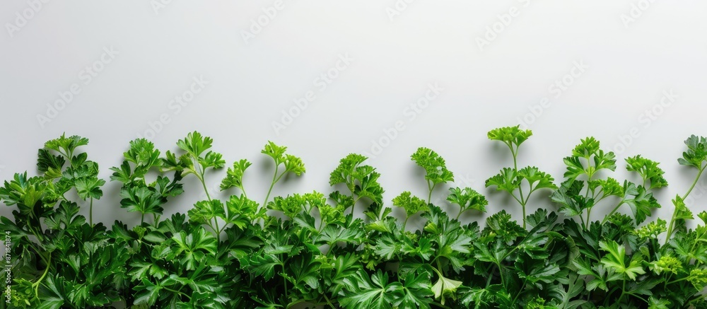 Copy space image of vibrant green parsley against a plain white backdrop. Copy space image of vibrant green parsley against a plain white backdrop.