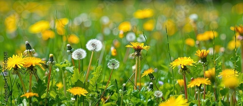 An abundant meadow with various sow-thistle and dandelions creating a picturesque background, ideal for a copy space image.