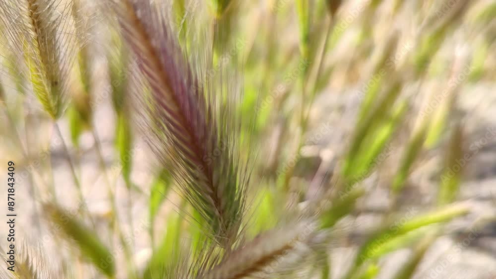 Plant that looks like oats or wheat swaying Plant that looks like oats or wheat swaying