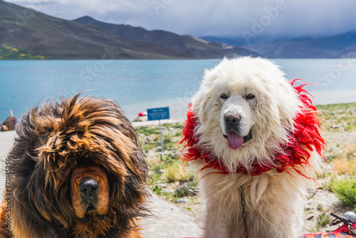 Holy Yamdrok lake in Tibet with Tibetan Mastiffs, copyspace for text photo