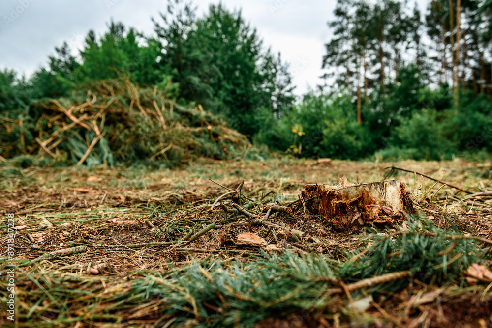 Deforestation, forest clearing in summer time. Deforestation, forest clearing in summer time.