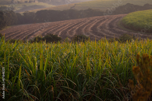 Sugarcane fields are seen in the rolling hills