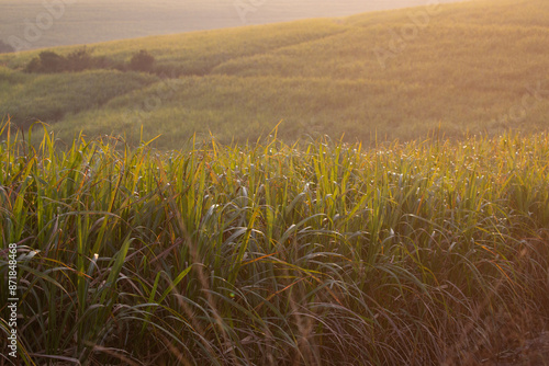 Sugarcane fields are seen in the rolling hills