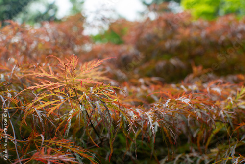 Decorative red colored japanease maple with intensive colors photo