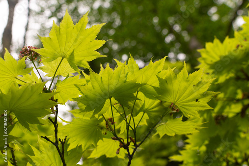 Fresh green leaves  of acer shirasawanum photo