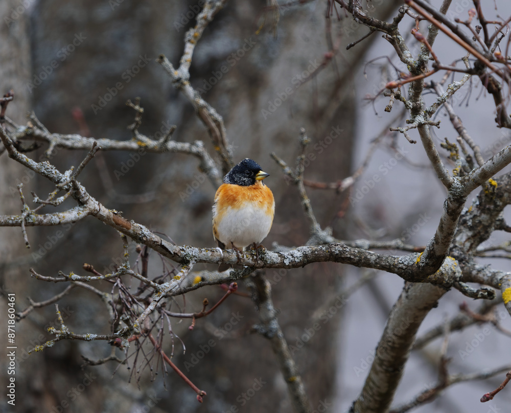 Brambling (Fringilla montifringilla) male perched on a branch in spring.	

