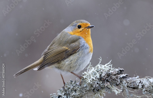 European robin (erithacus rubecula) in snowfall sitting on a branch in early spring. 