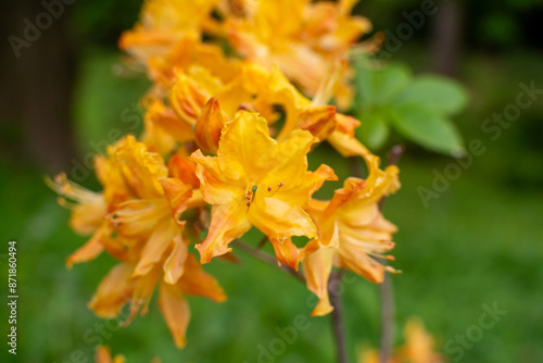 Yellow flowers of azalea close up